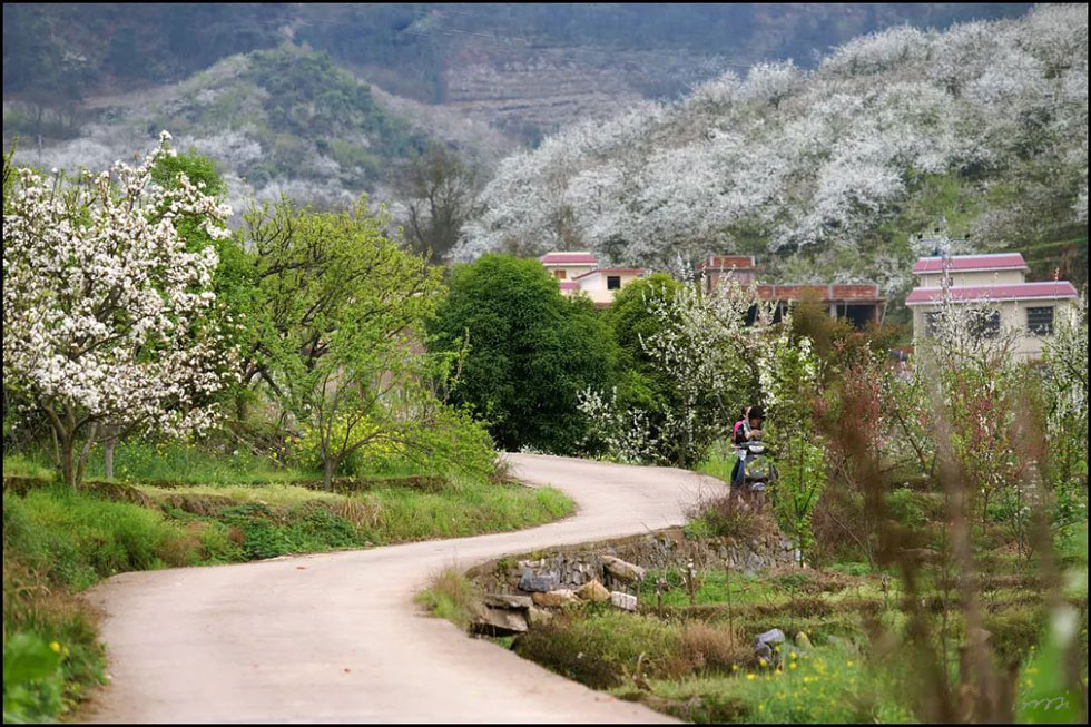 【春天,广西桂林灌阳县向您发出邀请!】我们在灌阳看梨花 - 游山玩水 - 阿坝生活社区 - 阿坝28生活网 ab.28life.com