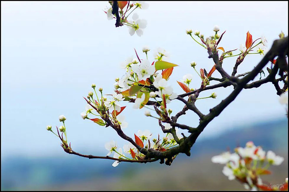 【春天,广西桂林灌阳县向您发出邀请!】我们在灌阳看梨花 - 游山玩水 - 阿坝生活社区 - 阿坝28生活网 ab.28life.com