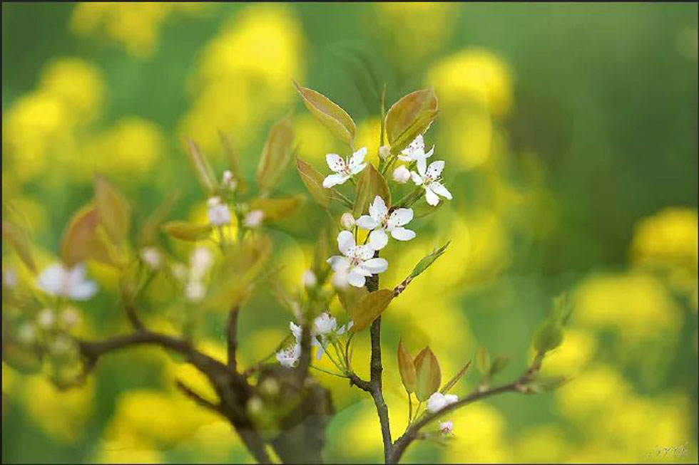 【春天,广西桂林灌阳县向您发出邀请!】我们在灌阳看梨花 - 游山玩水 - 阿坝生活社区 - 阿坝28生活网 ab.28life.com