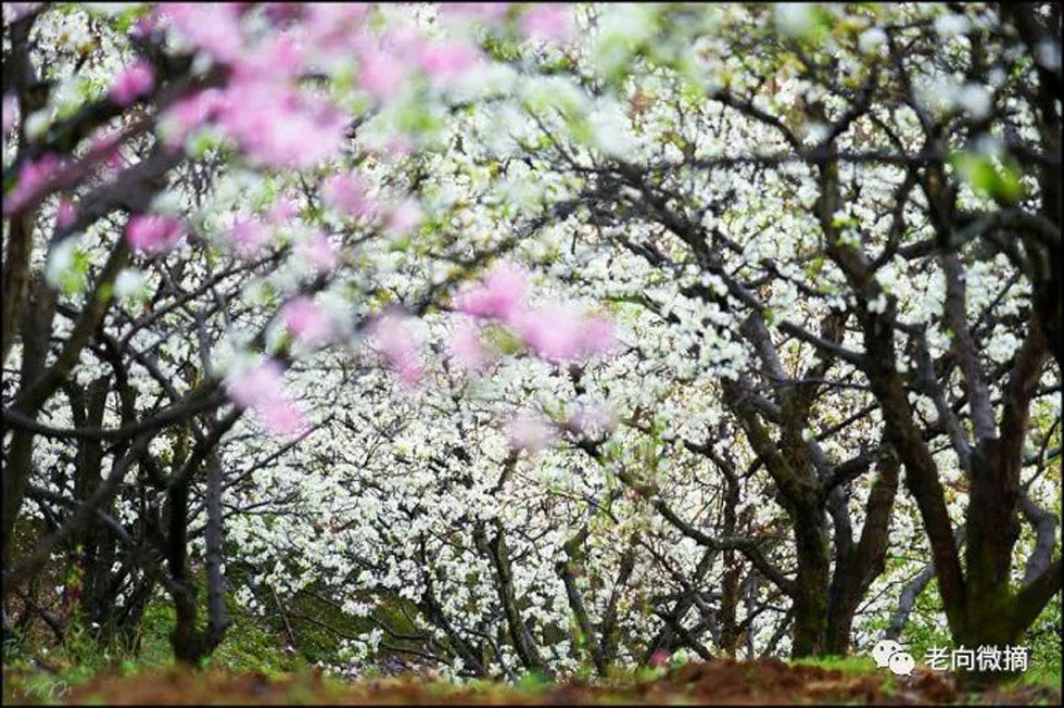 【春天,广西桂林灌阳县向您发出邀请!】我们在灌阳看梨花 - 游山玩水 - 阿坝生活社区 - 阿坝28生活网 ab.28life.com