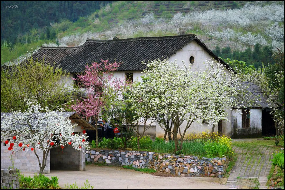 【春天,广西桂林灌阳县向您发出邀请!】我们在灌阳看梨花 - 游山玩水 - 阿坝生活社区 - 阿坝28生活网 ab.28life.com