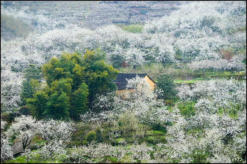 【春天,广西桂林灌阳县向您发出邀请!】我们在灌阳看梨花 - 游山玩水 - 阿坝生活社区 - 阿坝28生活网 ab.28life.com