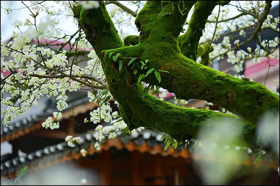 【春天,广西桂林灌阳县向您发出邀请!】我们在灌阳看梨花 - 游山玩水 - 阿坝生活社区 - 阿坝28生活网 ab.28life.com