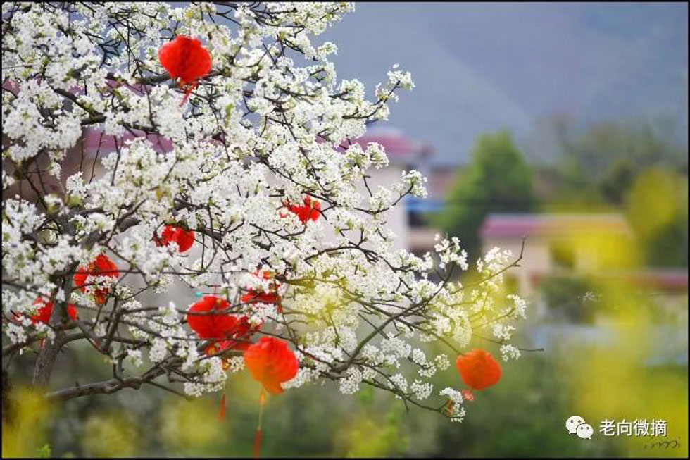 【春天,广西桂林灌阳县向您发出邀请!】我们在灌阳看梨花 - 游山玩水 - 阿坝生活社区 - 阿坝28生活网 ab.28life.com