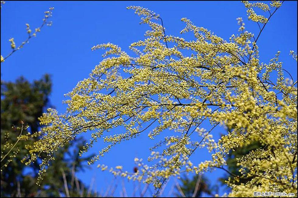 【春天，广西桂林灌阳县向您发出邀请！】米珠山前有片山苍子花在飘香 - 游山玩水 - 阿坝生活社区 - 阿坝28生活网 ab.28life.com