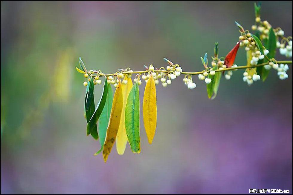 【春天，广西桂林灌阳县向您发出邀请！】米珠山前有片山苍子花在飘香 - 游山玩水 - 阿坝生活社区 - 阿坝28生活网 ab.28life.com