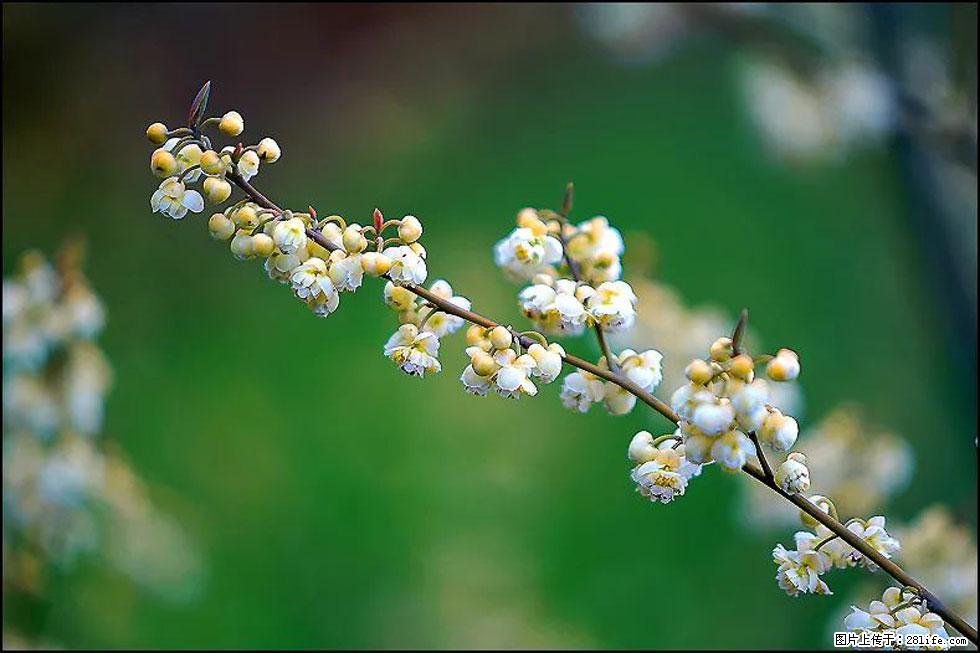 【春天，广西桂林灌阳县向您发出邀请！】米珠山前有片山苍子花在飘香 - 游山玩水 - 阿坝生活社区 - 阿坝28生活网 ab.28life.com