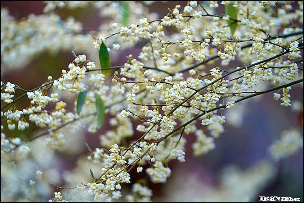 【春天，广西桂林灌阳县向您发出邀请！】米珠山前有片山苍子花在飘香 - 游山玩水 - 阿坝生活社区 - 阿坝28生活网 ab.28life.com
