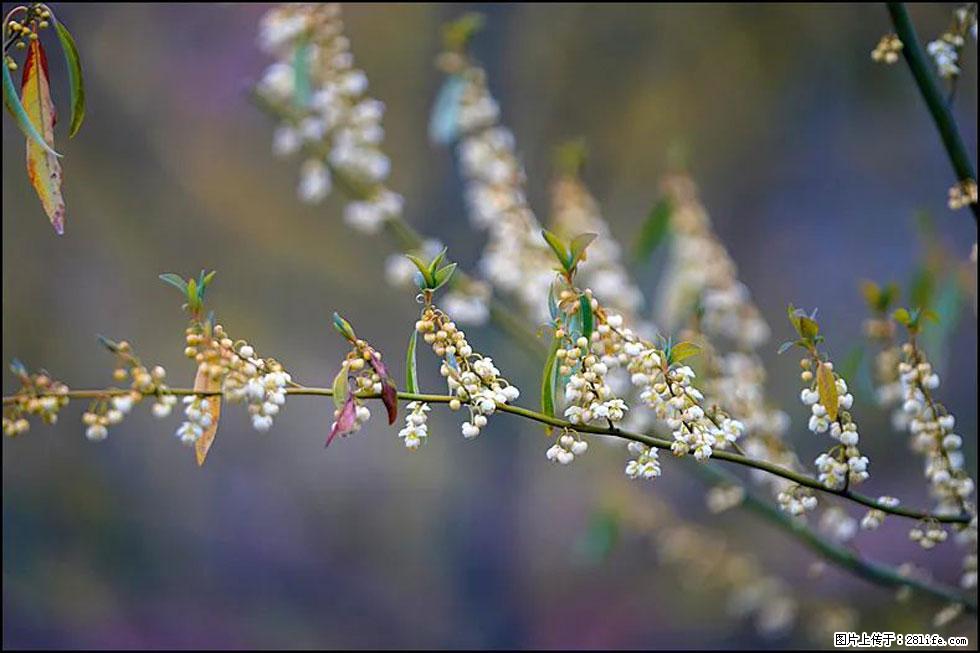 【春天，广西桂林灌阳县向您发出邀请！】米珠山前有片山苍子花在飘香 - 游山玩水 - 阿坝生活社区 - 阿坝28生活网 ab.28life.com