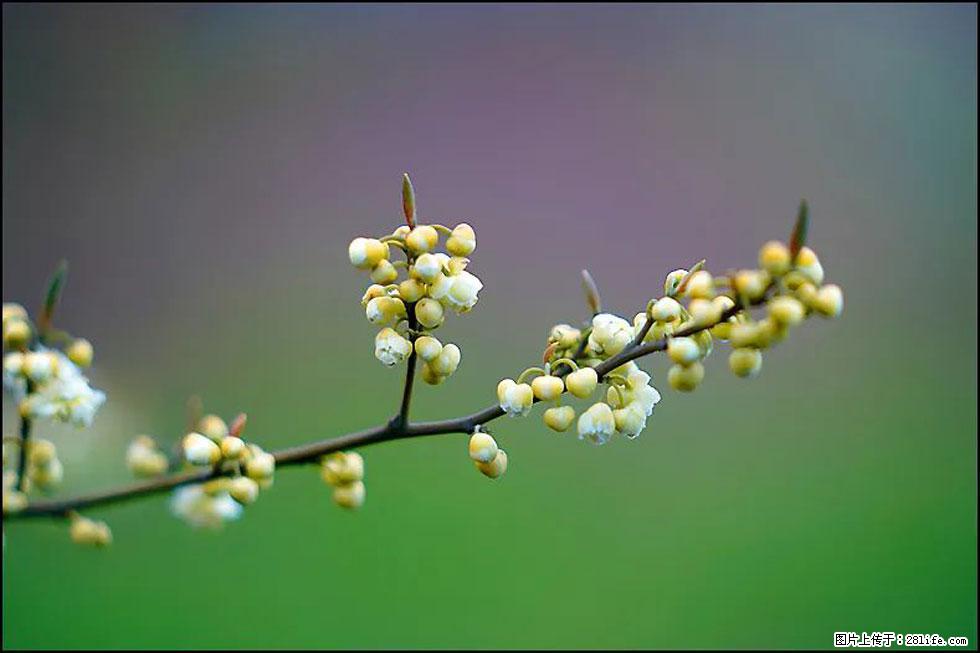 【春天，广西桂林灌阳县向您发出邀请！】米珠山前有片山苍子花在飘香 - 游山玩水 - 阿坝生活社区 - 阿坝28生活网 ab.28life.com