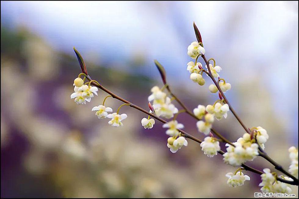 【春天，广西桂林灌阳县向您发出邀请！】米珠山前有片山苍子花在飘香 - 游山玩水 - 阿坝生活社区 - 阿坝28生活网 ab.28life.com