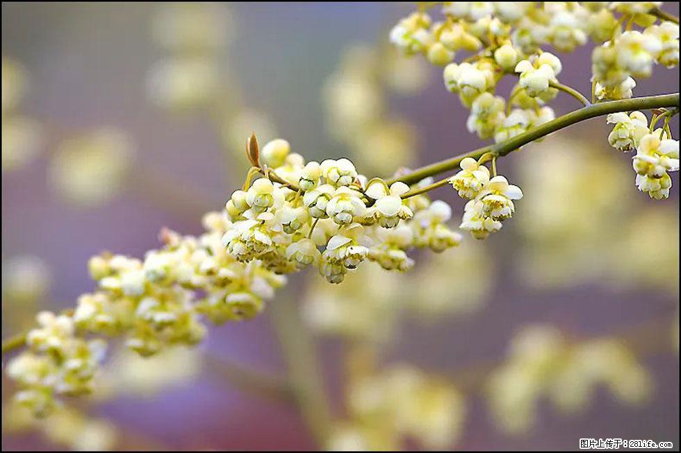 【春天，广西桂林灌阳县向您发出邀请！】米珠山前有片山苍子花在飘香 - 游山玩水 - 阿坝生活社区 - 阿坝28生活网 ab.28life.com