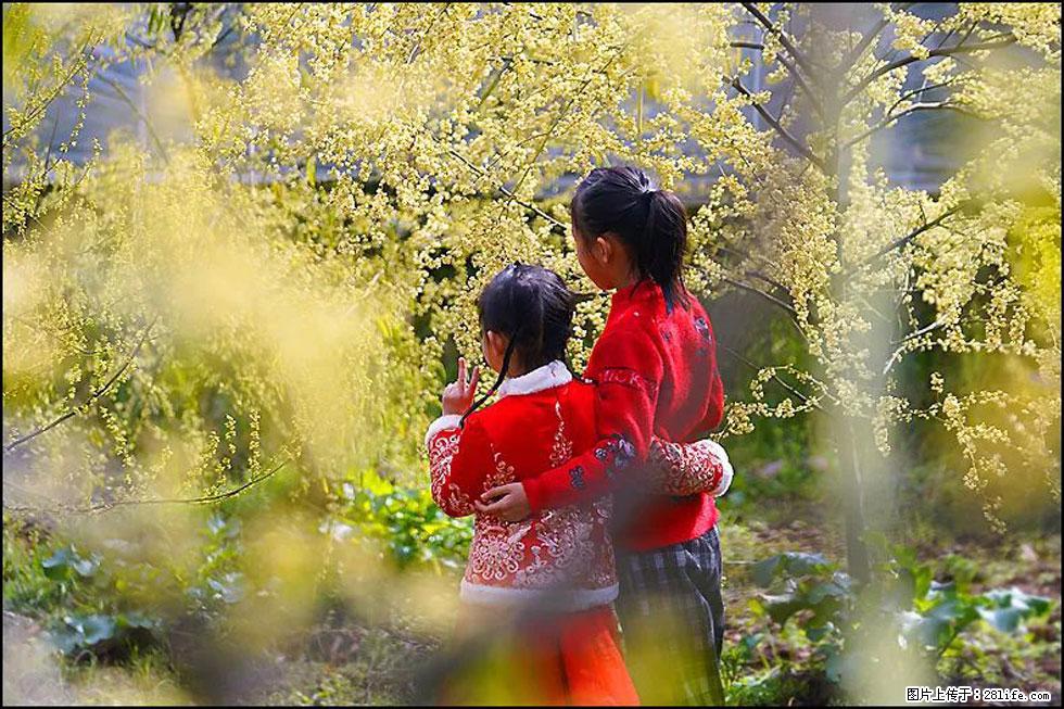 【春天，广西桂林灌阳县向您发出邀请！】米珠山前有片山苍子花在飘香 - 游山玩水 - 阿坝生活社区 - 阿坝28生活网 ab.28life.com