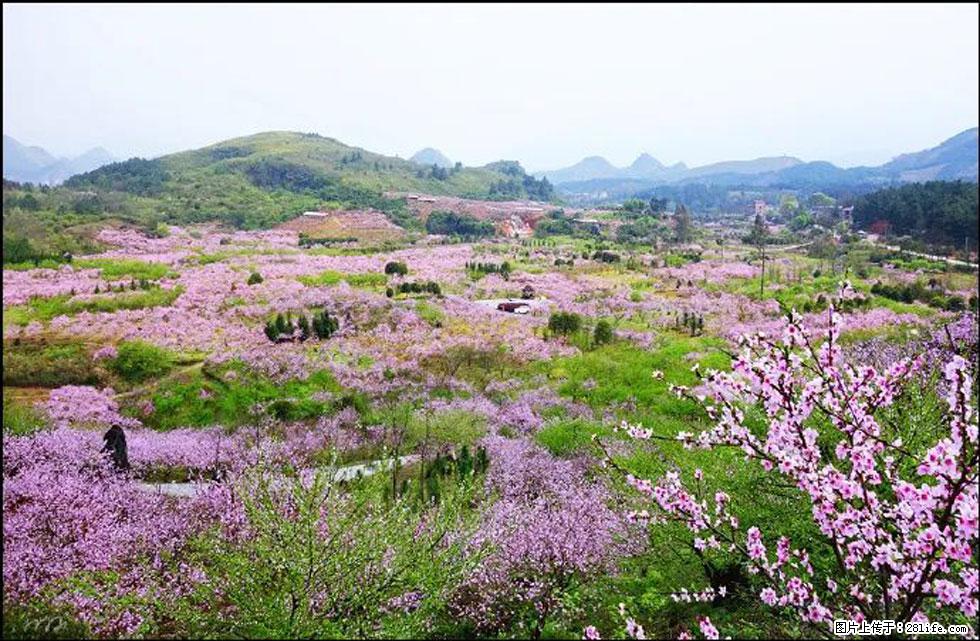 【春天,广西桂林灌阳县向您发出邀请!】官庄村有个醉美的桃花园 - 游山玩水 - 阿坝生活社区 - 阿坝28生活网 ab.28life.com