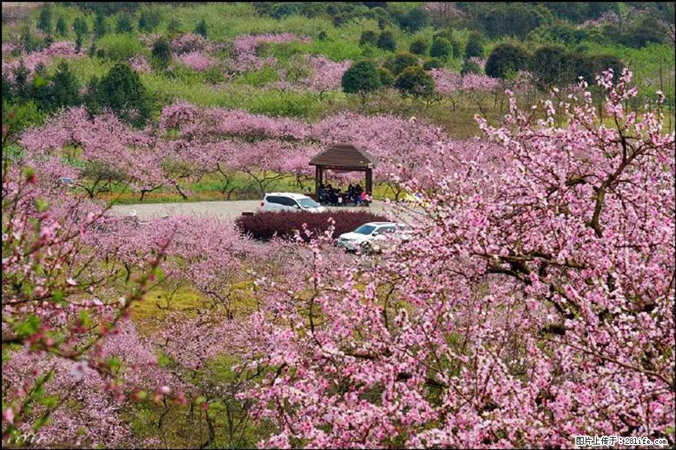 【春天,广西桂林灌阳县向您发出邀请!】官庄村有个醉美的桃花园 - 游山玩水 - 阿坝生活社区 - 阿坝28生活网 ab.28life.com
