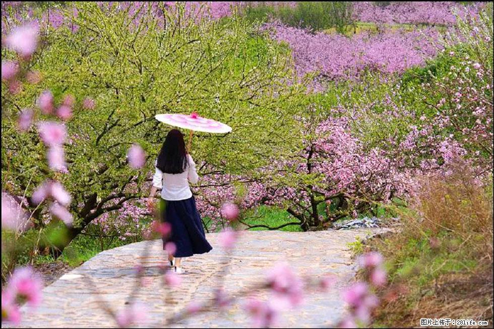 【春天,广西桂林灌阳县向您发出邀请!】官庄村有个醉美的桃花园 - 游山玩水 - 阿坝生活社区 - 阿坝28生活网 ab.28life.com