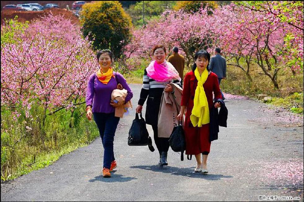 【春天,广西桂林灌阳县向您发出邀请!】官庄村有个醉美的桃花园 - 游山玩水 - 阿坝生活社区 - 阿坝28生活网 ab.28life.com