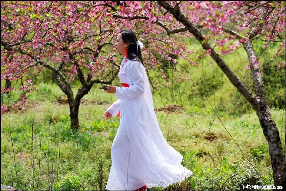 【春天,广西桂林灌阳县向您发出邀请!】官庄村有个醉美的桃花园 - 游山玩水 - 阿坝生活社区 - 阿坝28生活网 ab.28life.com