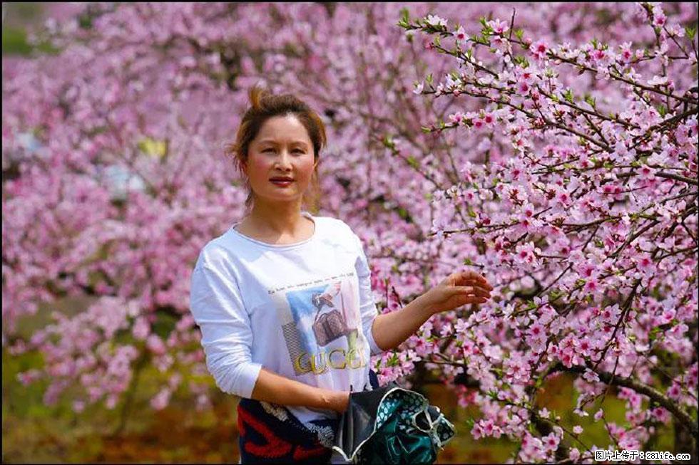【春天,广西桂林灌阳县向您发出邀请!】官庄村有个醉美的桃花园 - 游山玩水 - 阿坝生活社区 - 阿坝28生活网 ab.28life.com
