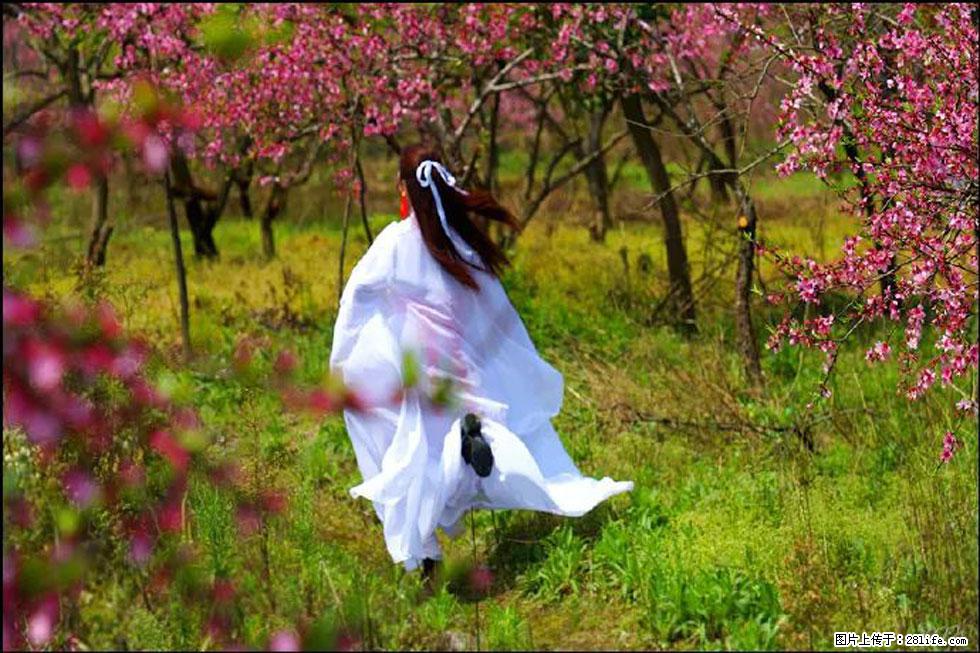 【春天,广西桂林灌阳县向您发出邀请!】官庄村有个醉美的桃花园 - 游山玩水 - 阿坝生活社区 - 阿坝28生活网 ab.28life.com