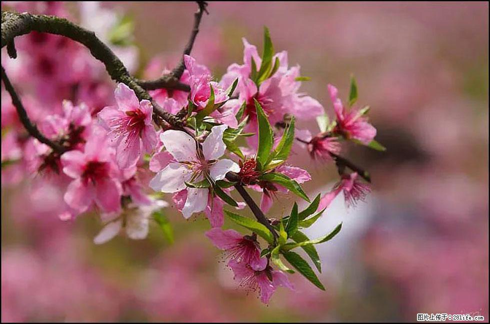 【春天,广西桂林灌阳县向您发出邀请!】官庄村有个醉美的桃花园 - 游山玩水 - 阿坝生活社区 - 阿坝28生活网 ab.28life.com