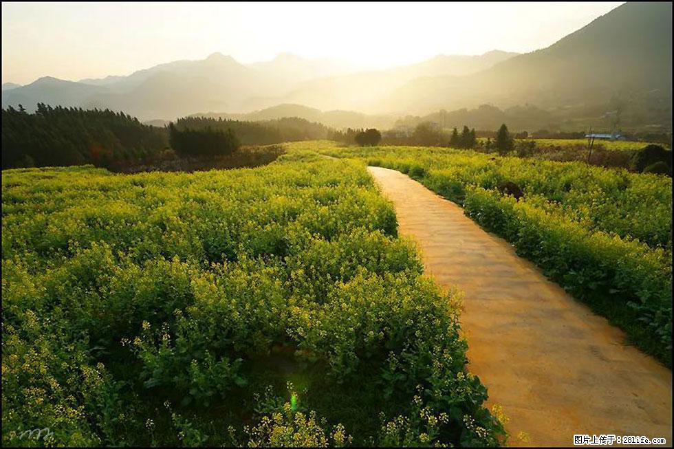 【春天,广西桂林灌阳县向您发出邀请!】长坪村油菜盛情花开 - 游山玩水 - 阿坝生活社区 - 阿坝28生活网 ab.28life.com