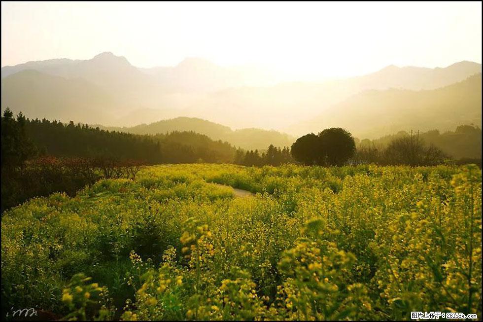 【春天,广西桂林灌阳县向您发出邀请!】长坪村油菜盛情花开 - 游山玩水 - 阿坝生活社区 - 阿坝28生活网 ab.28life.com