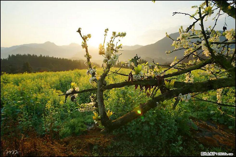 【春天,广西桂林灌阳县向您发出邀请!】长坪村油菜盛情花开 - 游山玩水 - 阿坝生活社区 - 阿坝28生活网 ab.28life.com