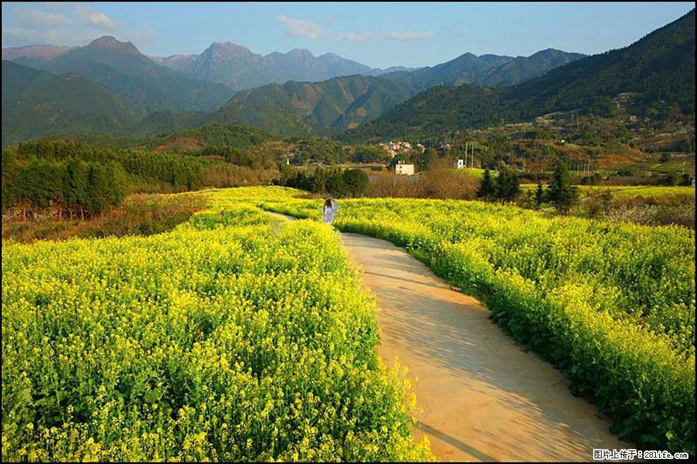 【春天,广西桂林灌阳县向您发出邀请!】长坪村油菜盛情花开 - 游山玩水 - 阿坝生活社区 - 阿坝28生活网 ab.28life.com