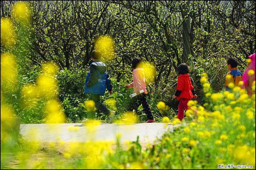 【春天,广西桂林灌阳县向您发出邀请!】长坪村油菜盛情花开 - 游山玩水 - 阿坝生活社区 - 阿坝28生活网 ab.28life.com