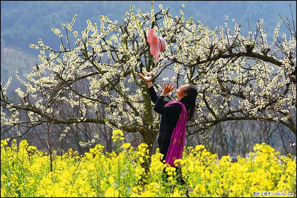 【春天,广西桂林灌阳县向您发出邀请!】长坪村油菜盛情花开 - 游山玩水 - 阿坝生活社区 - 阿坝28生活网 ab.28life.com