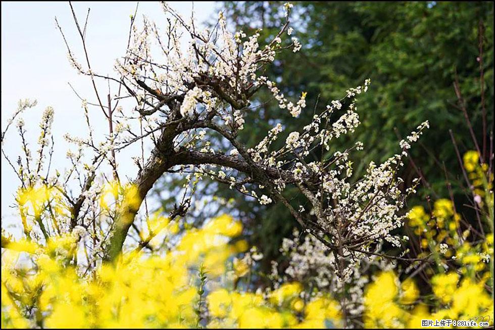 【春天,广西桂林灌阳县向您发出邀请!】长坪村油菜盛情花开 - 游山玩水 - 阿坝生活社区 - 阿坝28生活网 ab.28life.com