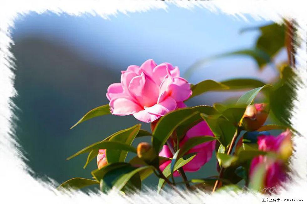 【春天,广西桂林灌阳县向您发出邀请!】杨柳井茶花惹人爱 - 游山玩水 - 阿坝生活社区 - 阿坝28生活网 ab.28life.com