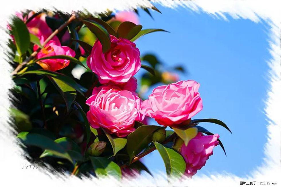 【春天,广西桂林灌阳县向您发出邀请!】杨柳井茶花惹人爱 - 游山玩水 - 阿坝生活社区 - 阿坝28生活网 ab.28life.com