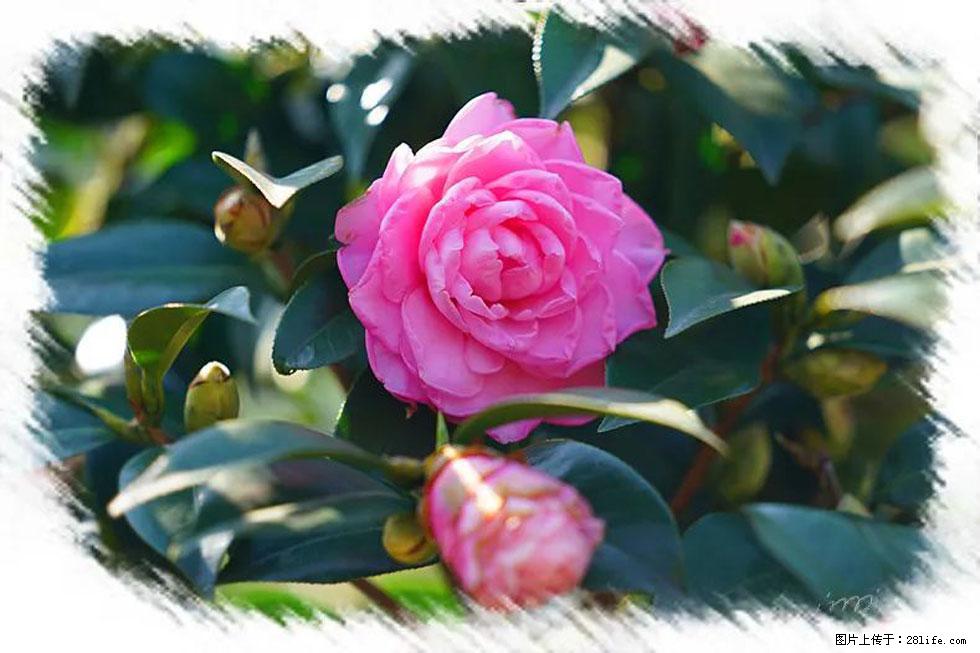 【春天,广西桂林灌阳县向您发出邀请!】杨柳井茶花惹人爱 - 游山玩水 - 阿坝生活社区 - 阿坝28生活网 ab.28life.com