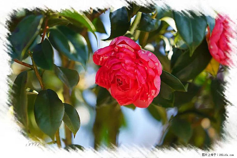 【春天,广西桂林灌阳县向您发出邀请!】杨柳井茶花惹人爱 - 游山玩水 - 阿坝生活社区 - 阿坝28生活网 ab.28life.com