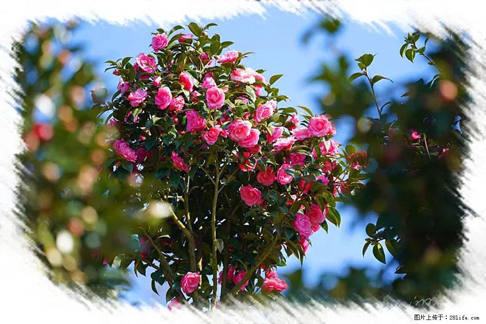 【春天,广西桂林灌阳县向您发出邀请!】杨柳井茶花惹人爱 - 游山玩水 - 阿坝生活社区 - 阿坝28生活网 ab.28life.com