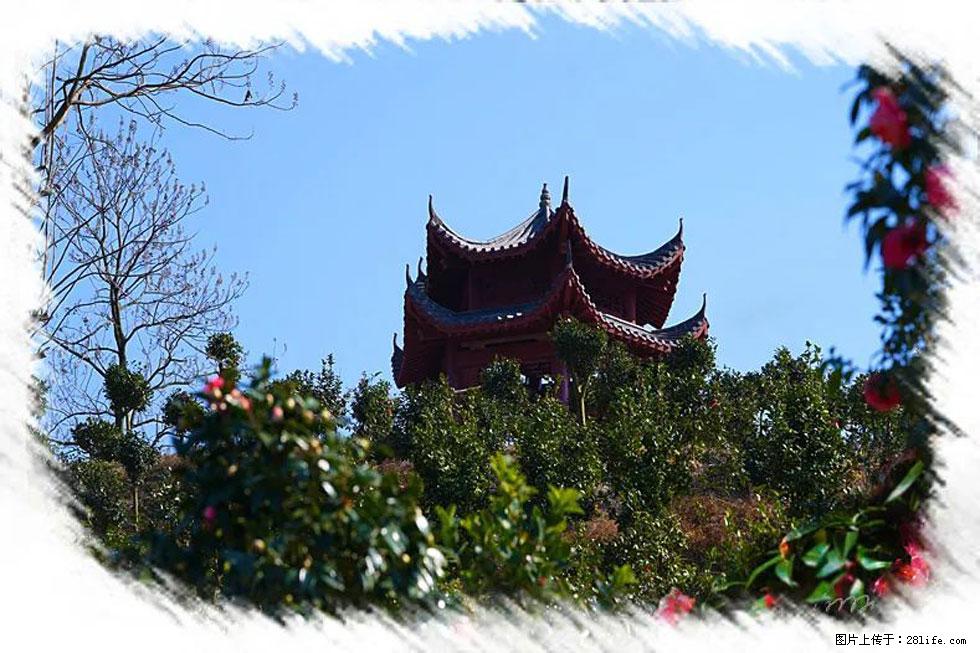 【春天,广西桂林灌阳县向您发出邀请!】杨柳井茶花惹人爱 - 游山玩水 - 阿坝生活社区 - 阿坝28生活网 ab.28life.com