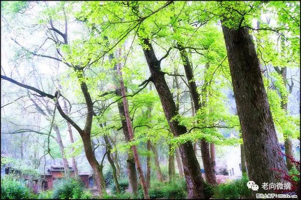 【春天,广西桂林灌阳县向您发出邀请!】在小龙村与春天约会 - 游山玩水 - 阿坝生活社区 - 阿坝28生活网 ab.28life.com