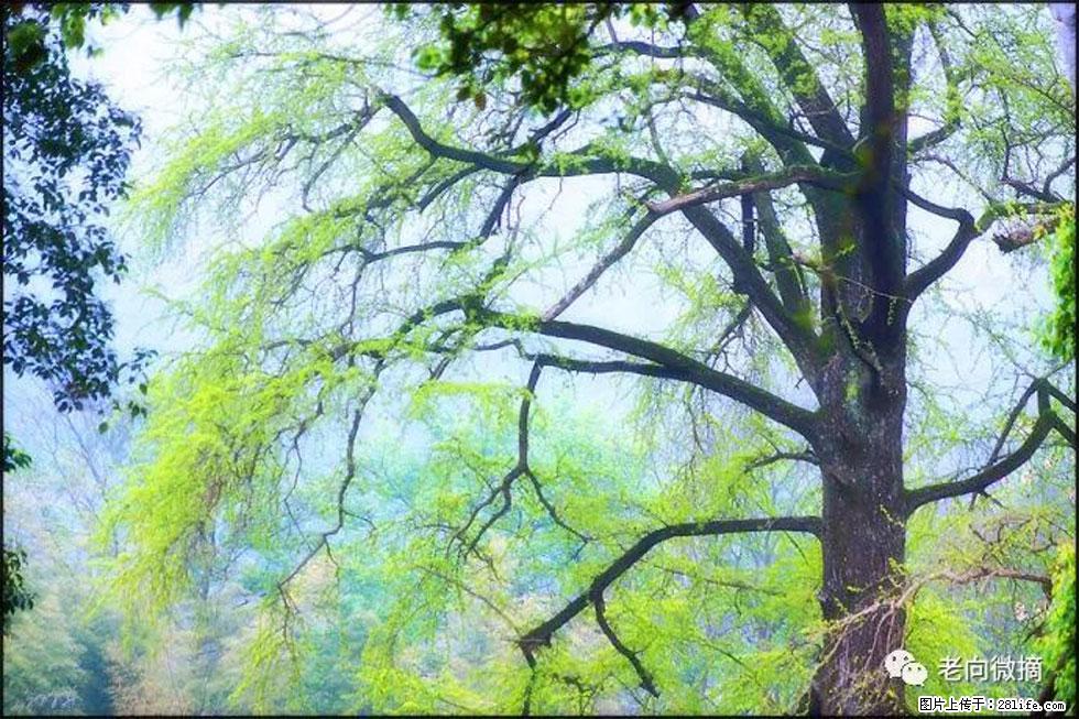 【春天,广西桂林灌阳县向您发出邀请!】在小龙村与春天约会 - 游山玩水 - 阿坝生活社区 - 阿坝28生活网 ab.28life.com