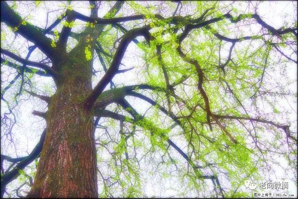 【春天,广西桂林灌阳县向您发出邀请!】在小龙村与春天约会 - 游山玩水 - 阿坝生活社区 - 阿坝28生活网 ab.28life.com