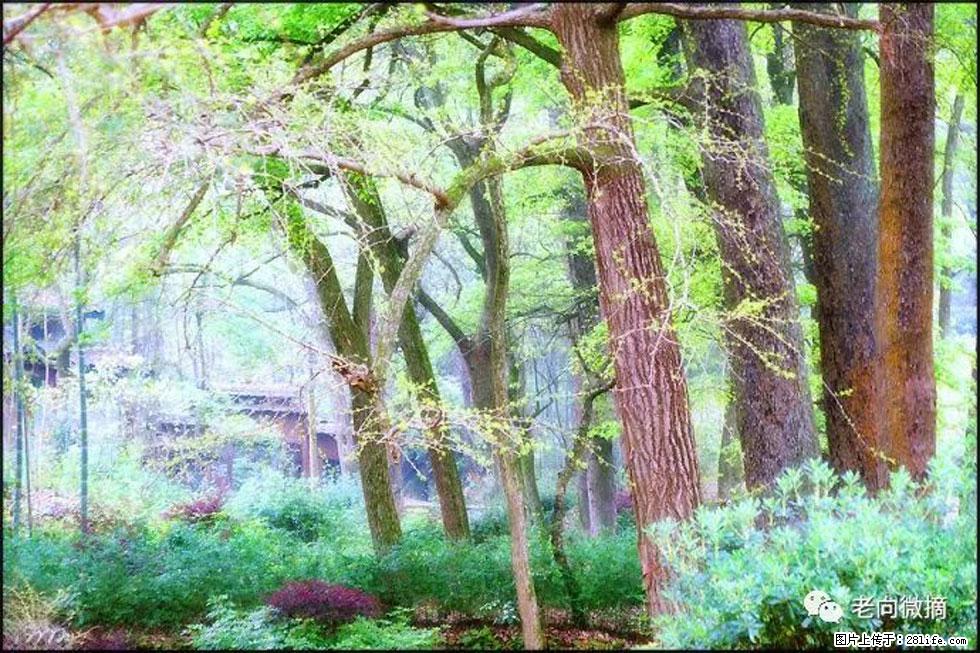 【春天,广西桂林灌阳县向您发出邀请!】在小龙村与春天约会 - 游山玩水 - 阿坝生活社区 - 阿坝28生活网 ab.28life.com