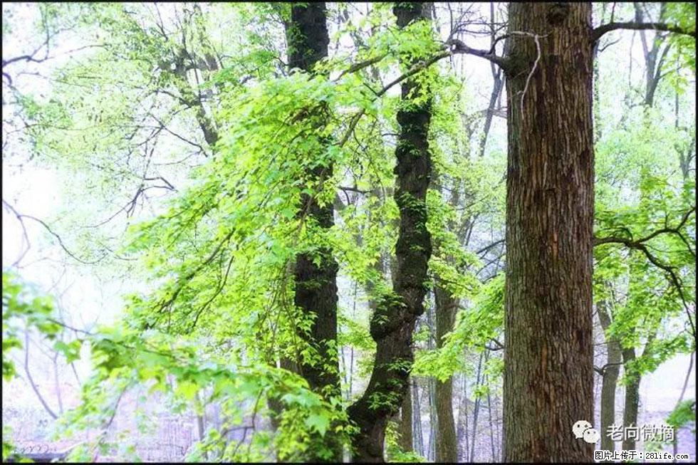 【春天,广西桂林灌阳县向您发出邀请!】在小龙村与春天约会 - 游山玩水 - 阿坝生活社区 - 阿坝28生活网 ab.28life.com