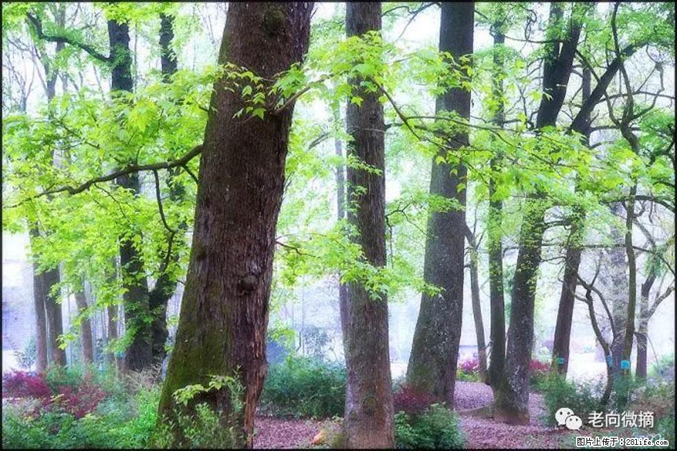 【春天,广西桂林灌阳县向您发出邀请!】在小龙村与春天约会 - 游山玩水 - 阿坝生活社区 - 阿坝28生活网 ab.28life.com