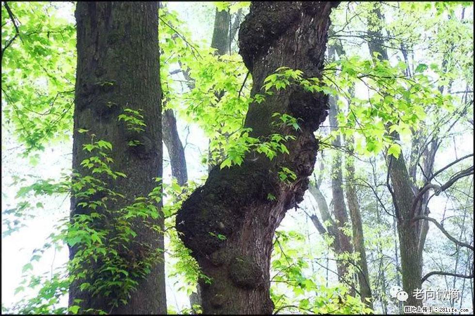 【春天,广西桂林灌阳县向您发出邀请!】在小龙村与春天约会 - 游山玩水 - 阿坝生活社区 - 阿坝28生活网 ab.28life.com