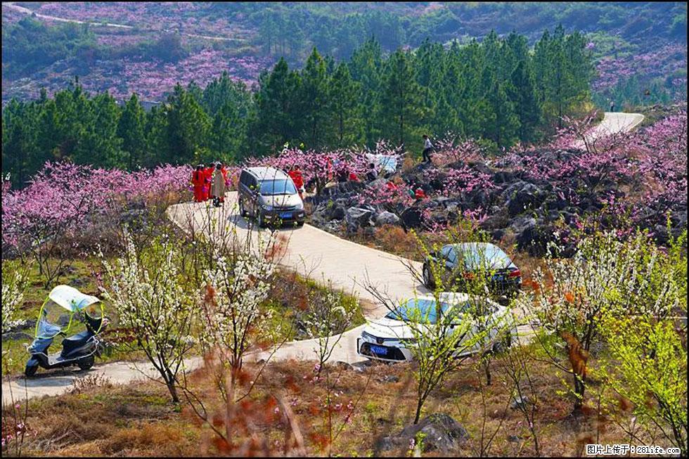 【春天,广西桂林灌阳县向您发出邀请!】望月岭上桃花开 - 游山玩水 - 阿坝生活社区 - 阿坝28生活网 ab.28life.com