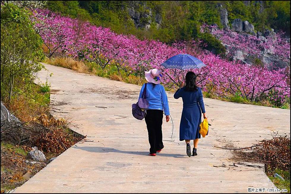 【春天,广西桂林灌阳县向您发出邀请!】望月岭上桃花开 - 游山玩水 - 阿坝生活社区 - 阿坝28生活网 ab.28life.com