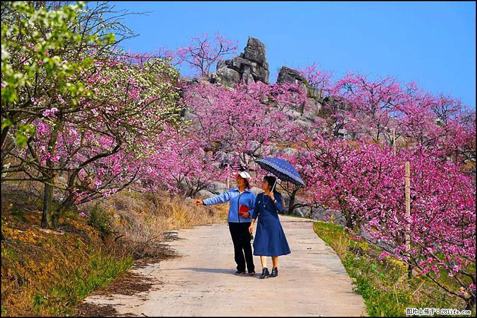 【春天,广西桂林灌阳县向您发出邀请!】望月岭上桃花开 - 游山玩水 - 阿坝生活社区 - 阿坝28生活网 ab.28life.com