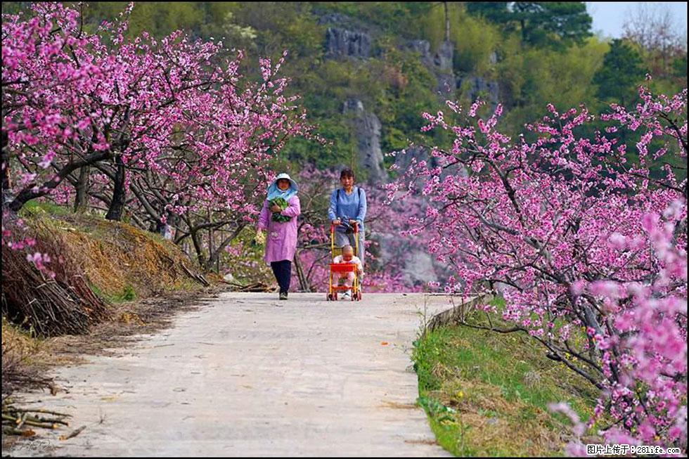 【春天,广西桂林灌阳县向您发出邀请!】望月岭上桃花开 - 游山玩水 - 阿坝生活社区 - 阿坝28生活网 ab.28life.com