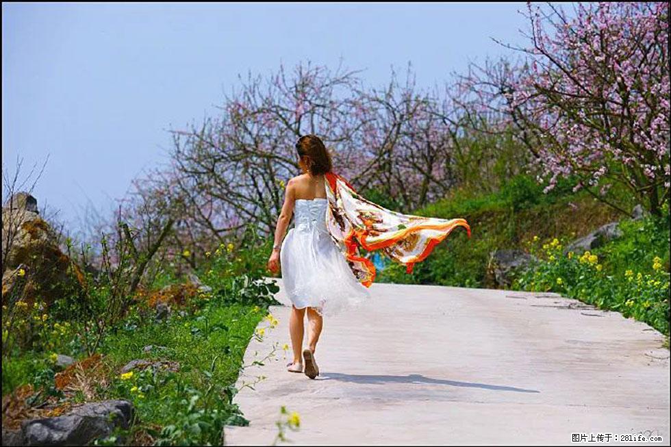 【春天,广西桂林灌阳县向您发出邀请!】望月岭上桃花开 - 游山玩水 - 阿坝生活社区 - 阿坝28生活网 ab.28life.com